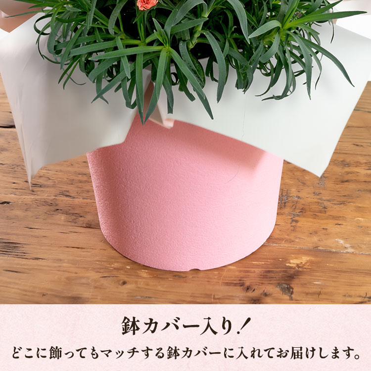 オレンジカーネーション ｜ 2025年 Oisix母の日ギフト特集