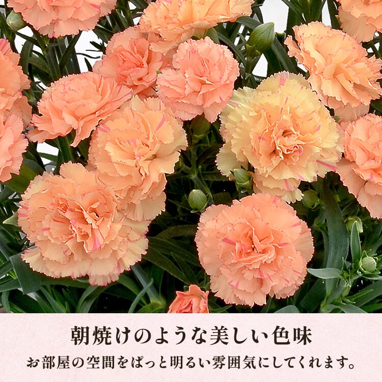 アーリー・イヤーズ・ボックス　カーネーション　CARNATION S*r様 カーネーション CARNATION EARLY YEARS BOX レ