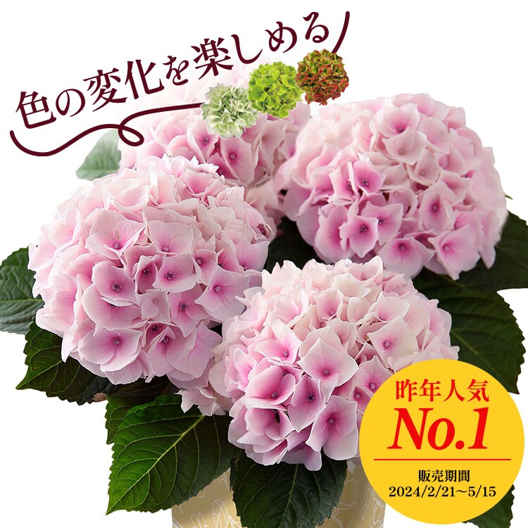 四季咲きあじさい コットンキャンディ ｜ 2025年 Oisix母の日ギフト特集