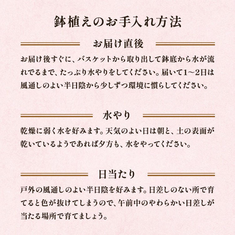 四季咲きあじさい コットンキャンディ ｜ 2025年 Oisix母の日