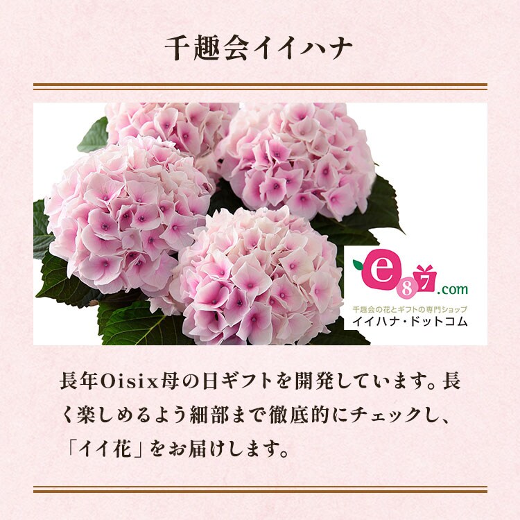 四季咲きあじさい コットンキャンディ ｜ 2025年 Oisix母の日ギフト特集