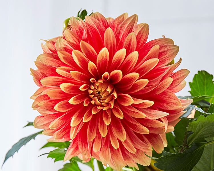 ダリア　原画 水彩画(ダリア) 原画マット無し - メルカリ