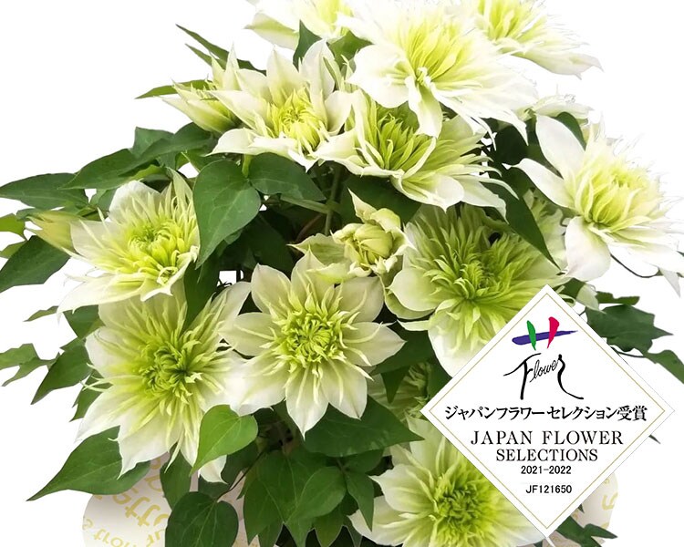 クレマチスです 庭だより①2番花のクレマチス｜園芸日記byおれんじぺこ
