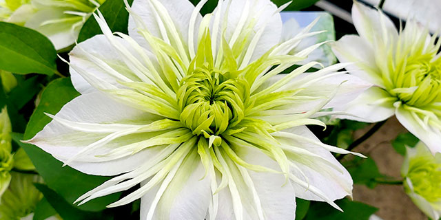 クレマチス 華川 ｜ 2025年 Oisix母の日ギフト特集