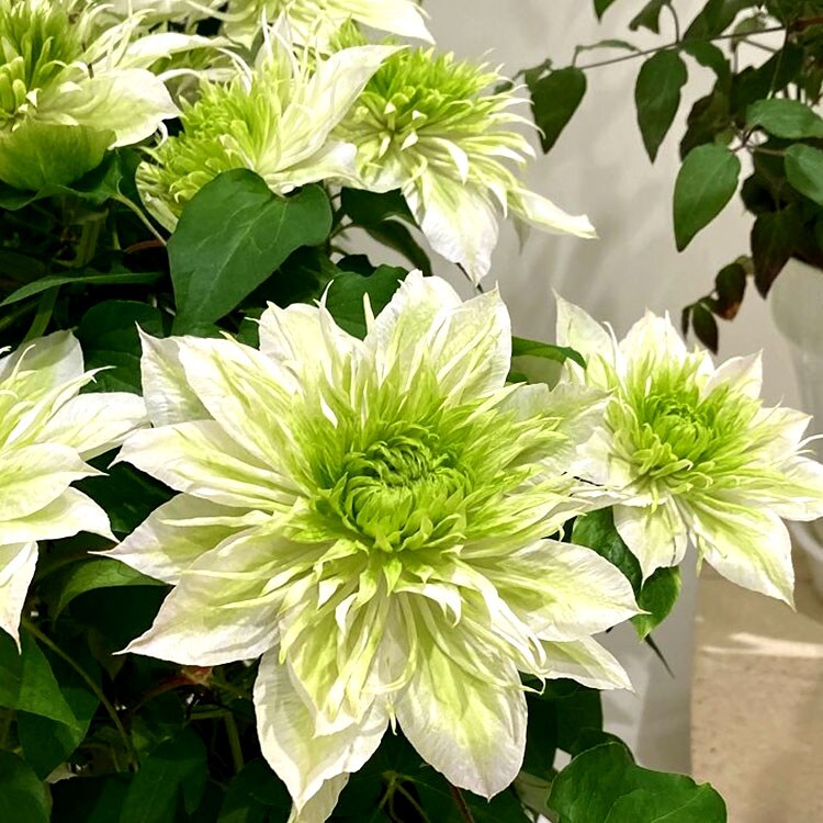 クレマチス 華川 ｜ 2025年 Oisix母の日ギフト特集