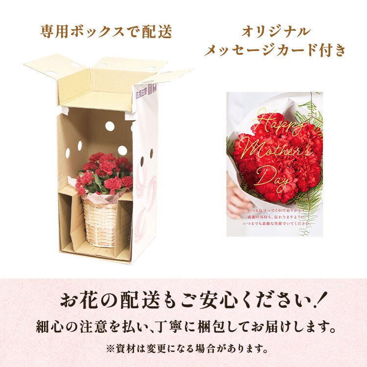 クレマチス 華川 ｜ 2025年 Oisix母の日ギフト特集