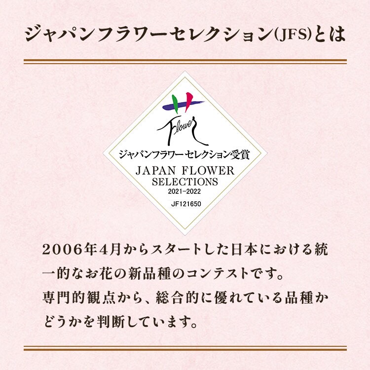 セール クレマチス ５点セット！ 2025秋 SALE！ 楽天市場】苗 人気 クレマチス選べる4種類 1鉢 5号 花終わりお届け【お