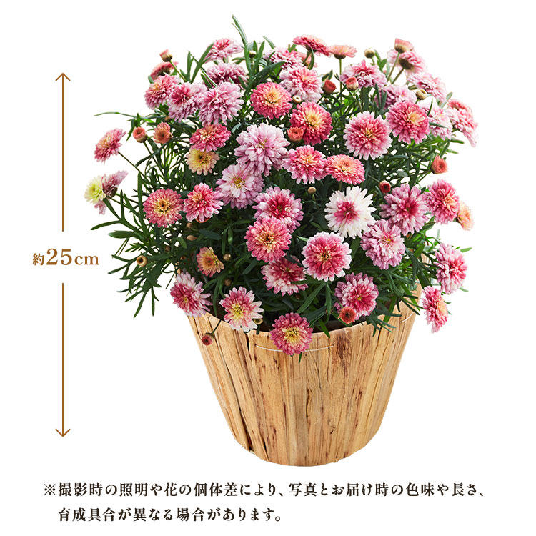 XC_[摜2