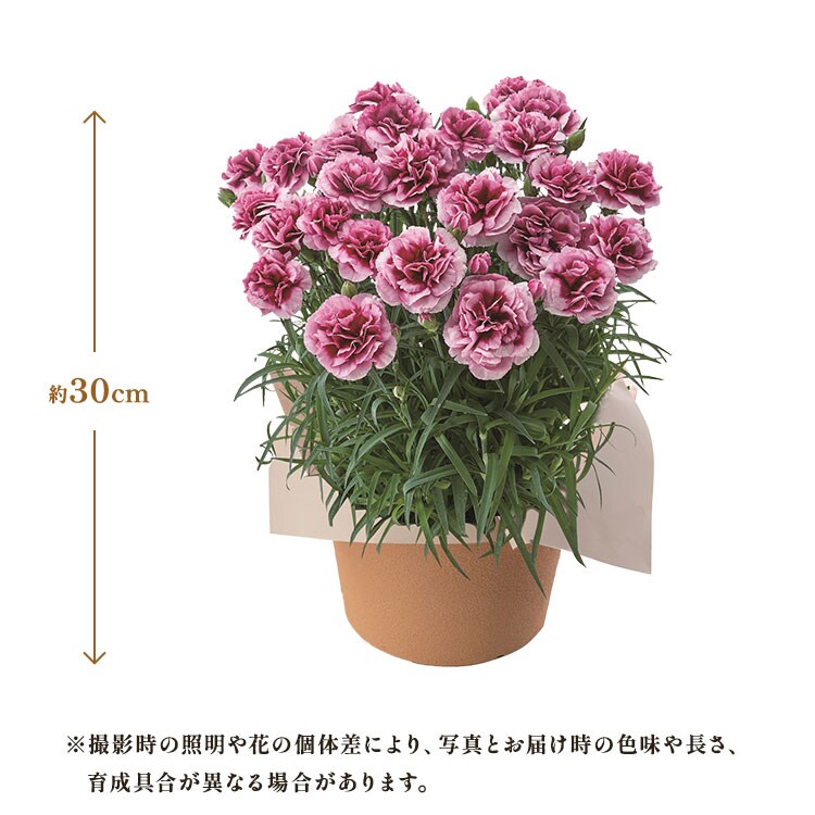 GW♡SALE♡ 母の日ギフト カーネーションの押し花フォトフレ