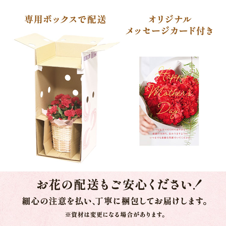 カーネーション いちごホイップ ｜ 2025年 Oisix母の日ギフト特集