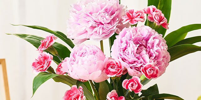 美しブーケ 芍薬&カーネーション ｜ 2025年 Oisix母の日ギフト特集