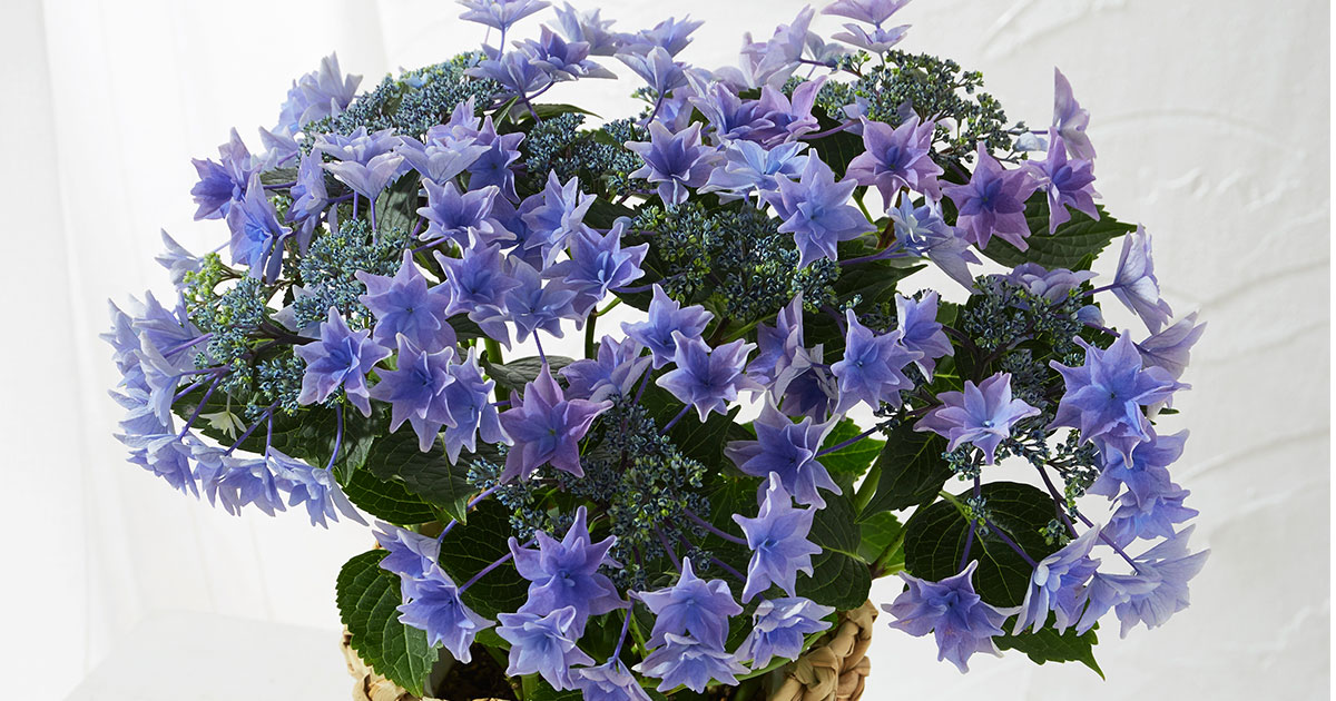 朝凪の泡沫紫陽花 imgrc0112116355.jpg