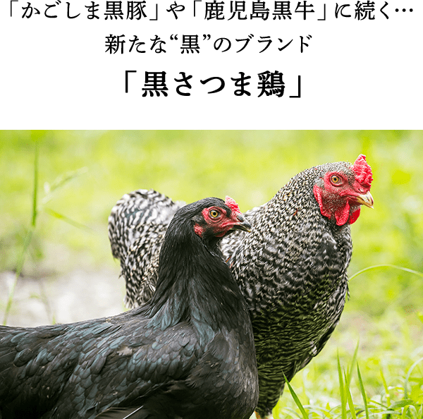 塚田農場 「黒さつま鶏 食べ比べセット」| おいしい名店めぐり Oisix
