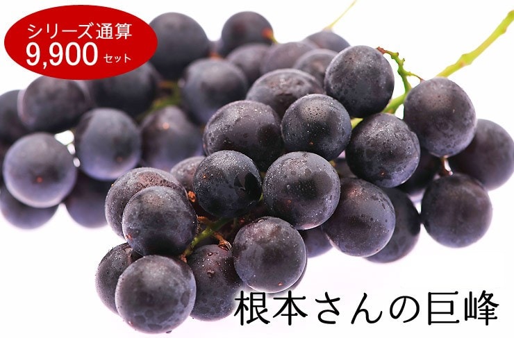 栃木県から根本さんの巨峰を産地直送!