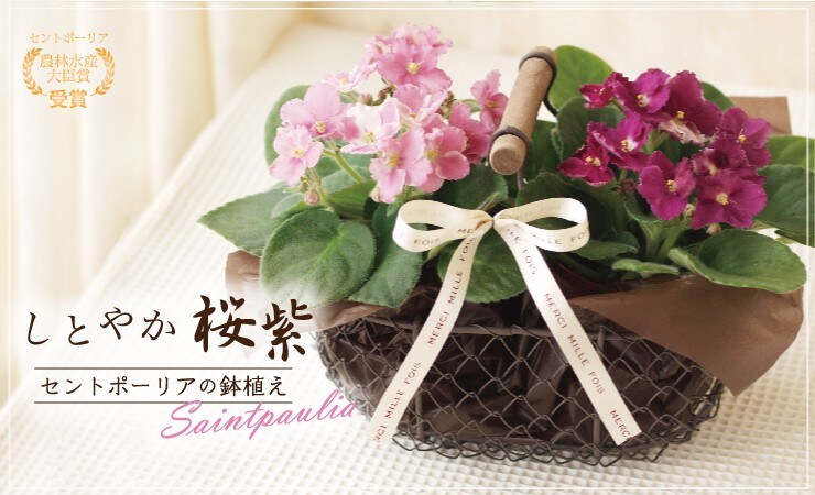 しとやか桜紫セントポーリアの鉢植え