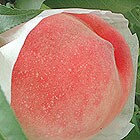 久津間さんのずっしり桃(浅間白桃)約2kg
