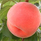 久津間さんのずっしり桃(一宮白桃)約2kg