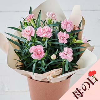 �y��̓��z�l�G�炫�J�[�l�[�V���� �s���N