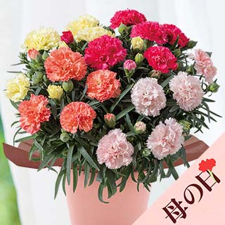 �y��̓��z�J�[�l�[�V�����S�F�񂹐A��