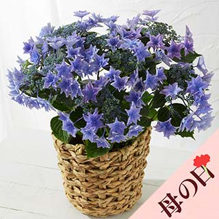 �y��̓��z�A�W�T�C �J�̂���