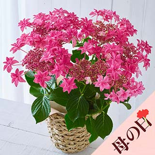 �y��̓��z�A�W�T�C���ԗ��� 