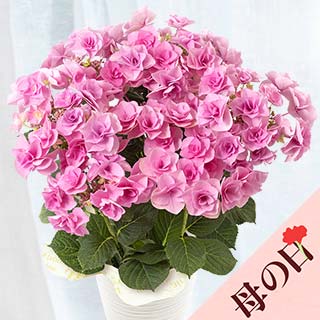 �y��̓��z�A�W�T�C �t�F�A���[�A�C