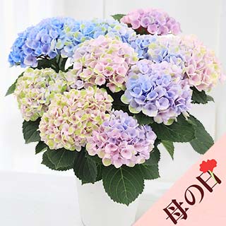 �y��̓��z�A�W�T�C �}�W�J�����{�����[�V����