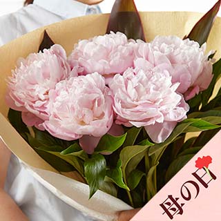 �y��̓��z���䉖�u�[�P �s���N