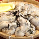 ���͂����̗l�q