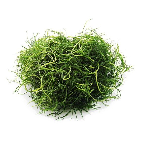 スーパーシャキ感がたまらない おかひじき 山形県産 土屋さん他 有機野菜 通販 ｏｉｓｉｘ おいしっくす