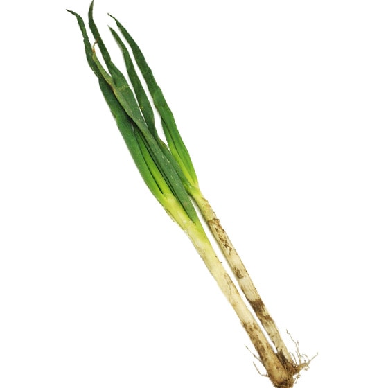 ���˂�(��ʌ��Y ��������)