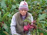 ���R�@���ꂳ��                                  