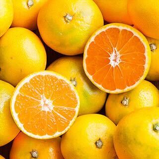 【プレゼント】大容量みかん1kg(国産)