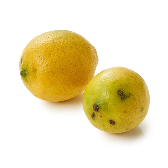 レモン300g|有機野菜 通販 Oisix(おいしっくす)