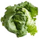 やわらかさやみつき バターレタス 奈良県産 有機野菜 通販 ｏｉｓｉｘ おいしっくす