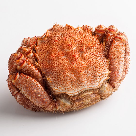 �g���肵������ �уK�j