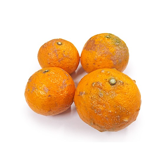 �Ȃ݃I�����W(���������Y �ߓc����)