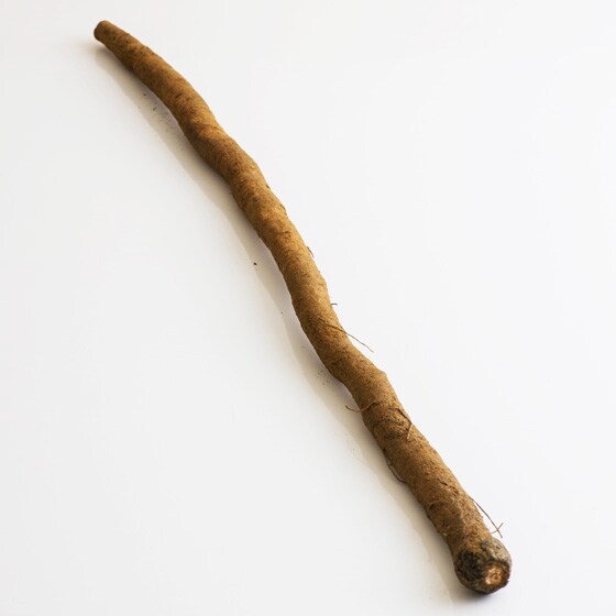 �F�ɋ����ڂ�(�ޗǌ��Y �㐼����)