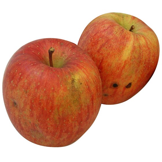 わけありりんご(シナノスイート 青森県産 佐々木さん他)|有機野菜 通販