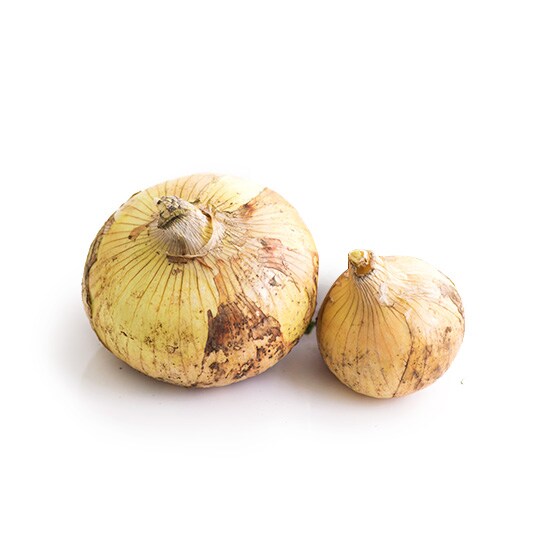 新玉ねぎ 長崎県産 林田さん他 有機野菜 通販 ｏｉｓｉｘ おいしっくす