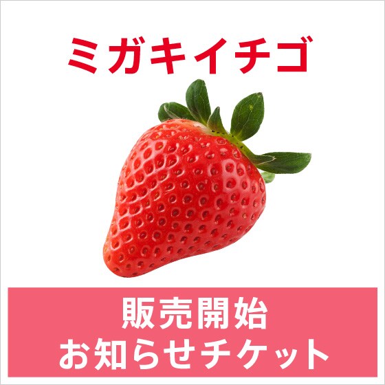 �~�K�L�C�`�S�̔��J�n���m�点�`�P�b�g