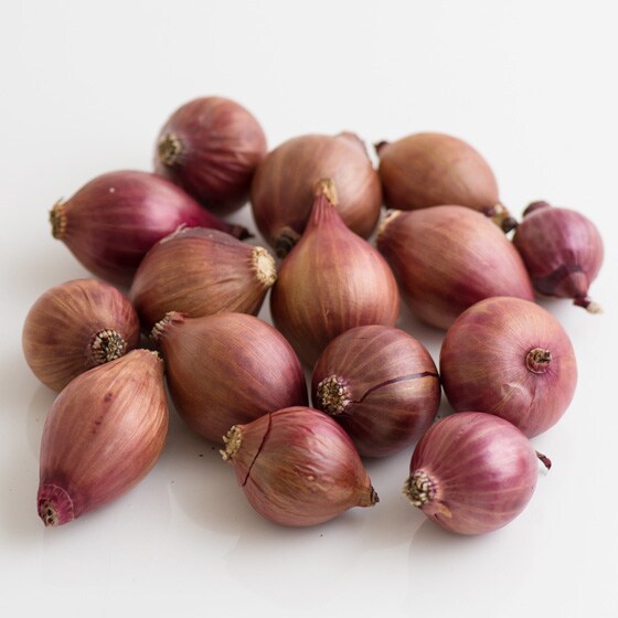 �y�R���X(�R�`���Y ���q����)