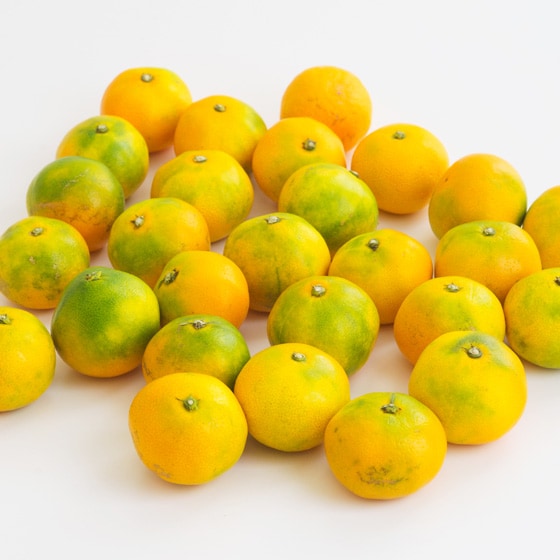 ゆずみかんさん専用です！ 楽天市場】柑橘専科 > 愛媛産ゆず > 黄ゆず：きなはいや楽天市場店