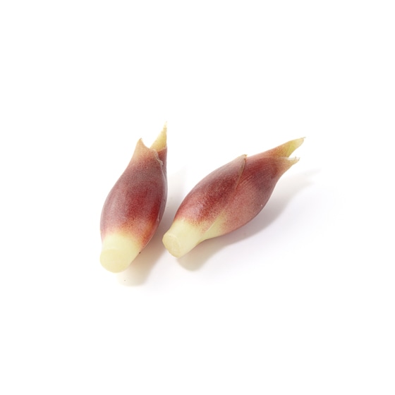 ݂傤(mY kc)