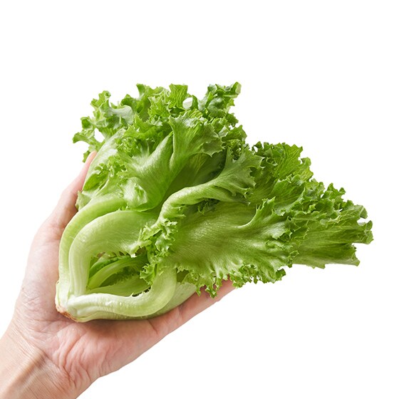 みずみずしくて柔らかいフリルレタス（神奈川県産）