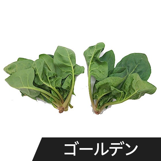 ほうれん草 肉厚で濃い甘み！益荒男ほうれん草(三重県産)|有機野菜 通販