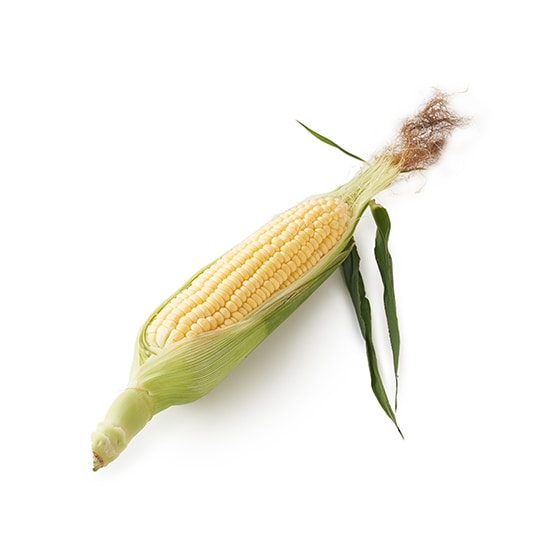 ����₩�ȊÂ� �Ƃ����낱��(�É����Y)