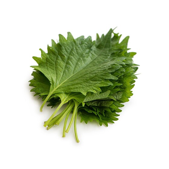 �S������(��t10�� ��錧�Y)