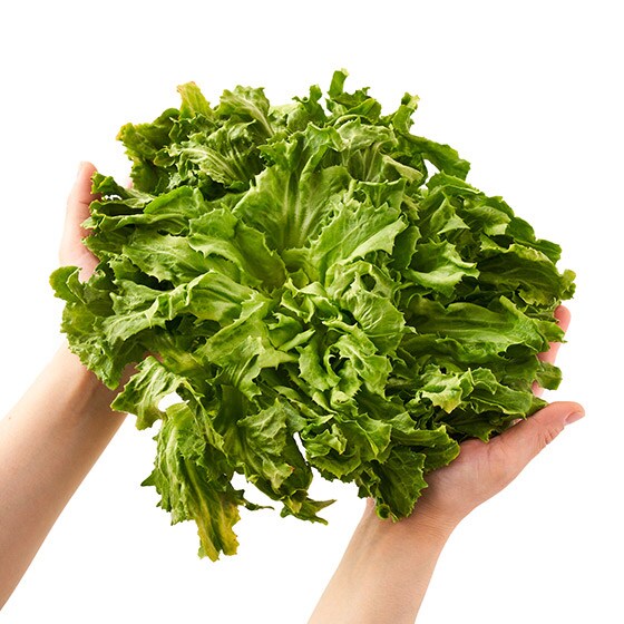 越冬エンダイブ 埼玉県産 有機野菜 通販 ｏｉｓｉｘ おいしっくす