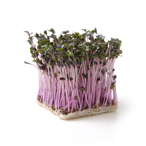 �y��CookBox�z���b�h�L���x�c�X�v���E�g(���Y)